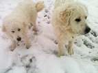 Ranch Dogs in the Snow - Cherrye Williams